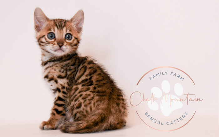 Bengal kitten for sale